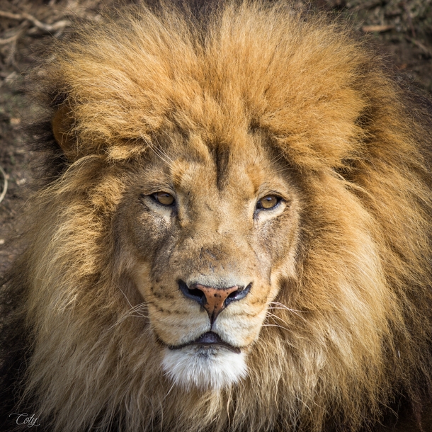 Handsome male lion 