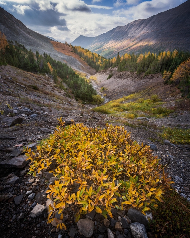 Happy First Day of Fall from the Canadian Rockies Its larch madness out here Shot a couple days ago in the Kananaskis Alberta 