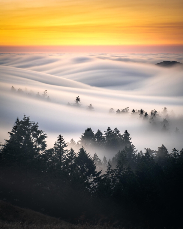 Happy Fogust Fog rolling and cutting through trees Mt Tamalpais Mill Valley California 