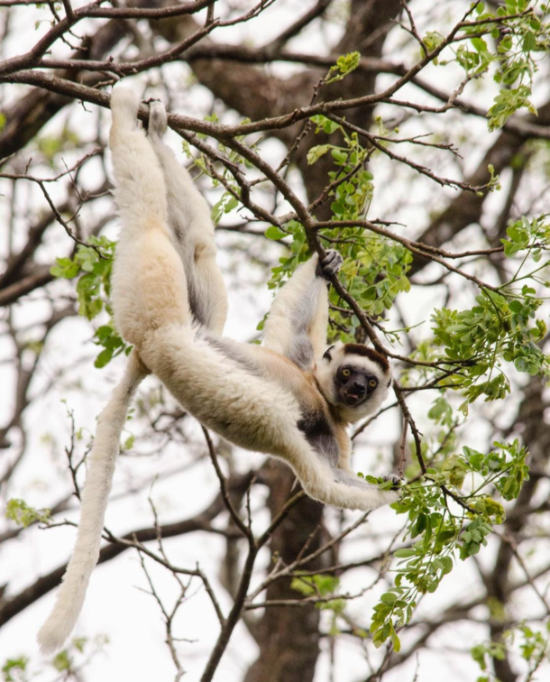 Happy World Wildlife Day from this cheeky Sifaka Lemur 