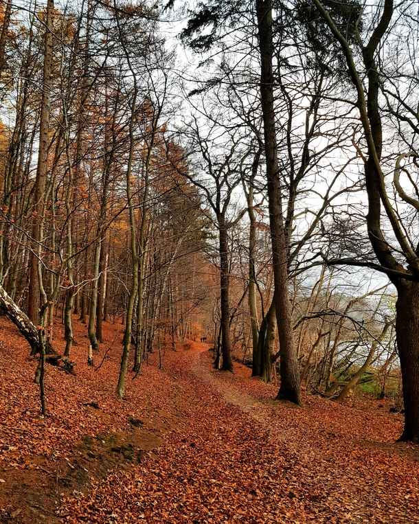 Hareskoven Denmark Autumn  