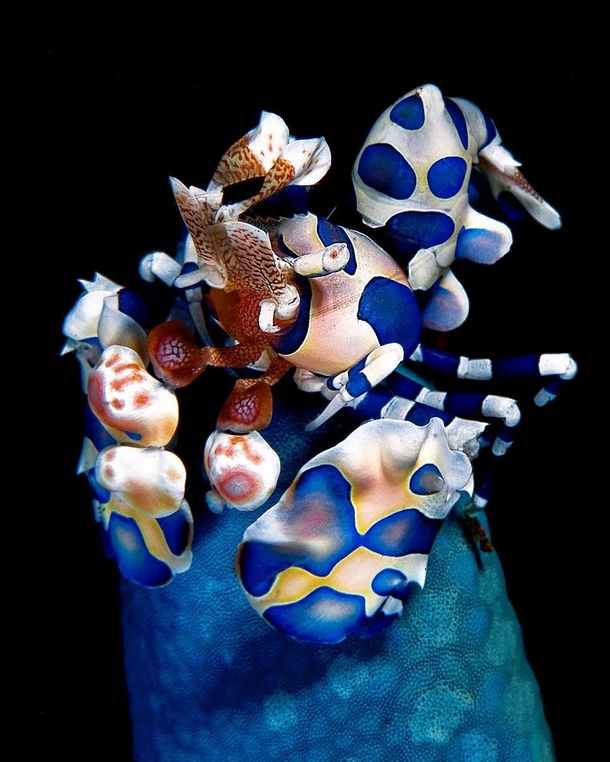 Harlequin shrimp in Indonesia photo by Filippo Borghi 
