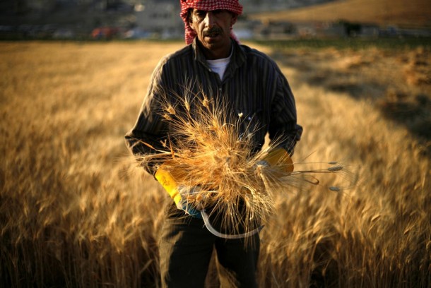 Harvesting wheat  Outskirts of Amman Jordan 