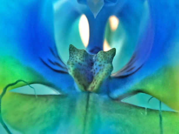 Have you ever really looked inside of an orchid