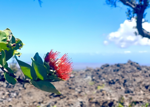 Hawaii Ohia a Lehua Pele fell in love with the warrior Ohia but he loved Lehua In retribution Pele turned Ohia into a tree As a mercy Lehuas deity turned her into the red blossom so the lovers would be joined for all time Ohia is the first tree to grow on