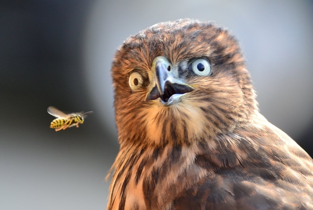 Hawk shocked by a bee fly-by by Elena Murzyn