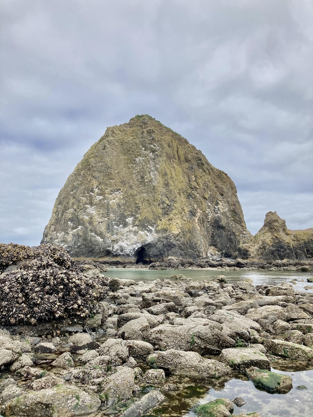 Haystack Rock at low tide Cannon Beach OR US 