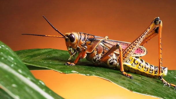 HD Grasshopper 