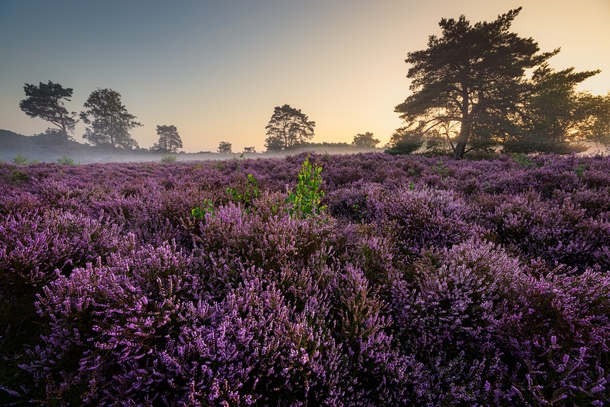 Heather on a foggy morning in Autumn  Bergen op Zoom the Netherlands 