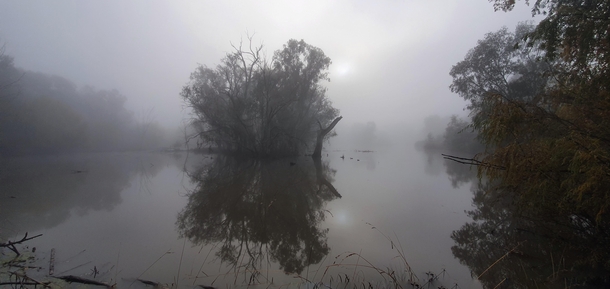 Heavy fog morning on the Murray River Mungabareena NSW Australia 