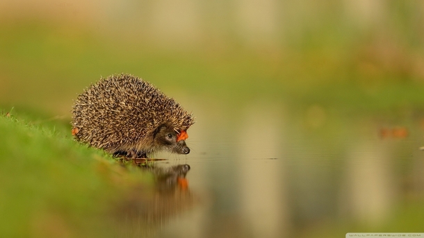 Hedgehog having a drink