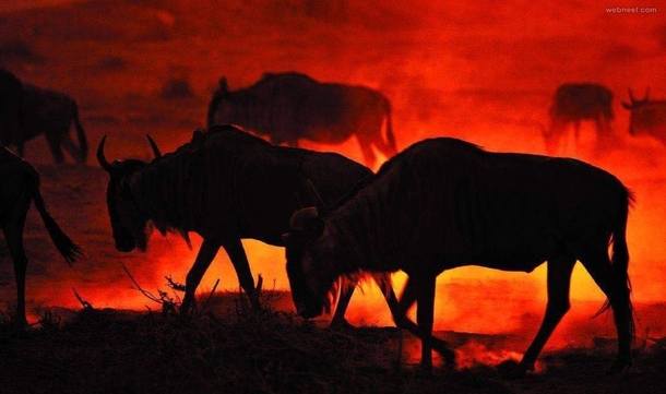 Hellfire A herd of wildebeest migrating at dawn