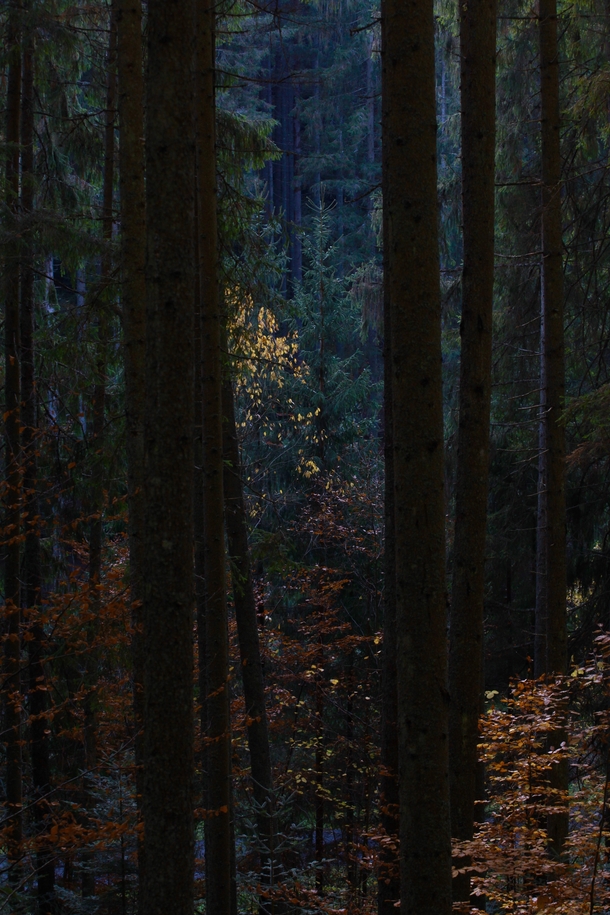 Here is a pic of an eerie forest  x   ierny Balog Slovakia