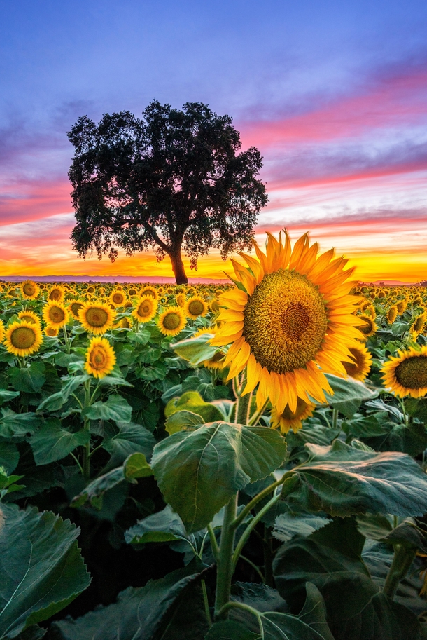 Here is Californias best golden sunflower fields Beat that Texas  - IG BersonPhotos