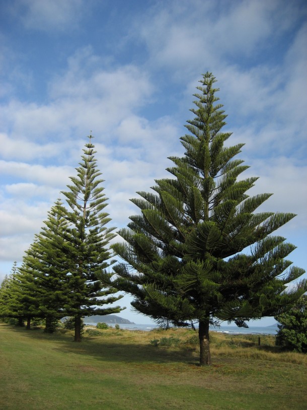 Heres a picture of a lovely conifer Araucaria heterophylla 