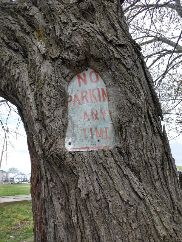 Heres a Tree No Parking Sign