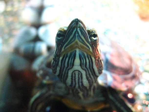 Heres looking at you kid NYC Red Eared Slider Turtle CLOSE UP 