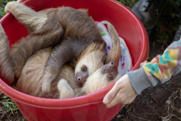 Heres those two sloths again It can be quite stressful and therefore dangerous for sloths to be handled by humans so its better and easier to transport them in a comfy-ish bucket Awww sloths