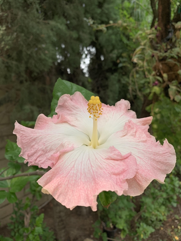 Hibiscus Daddys Angel