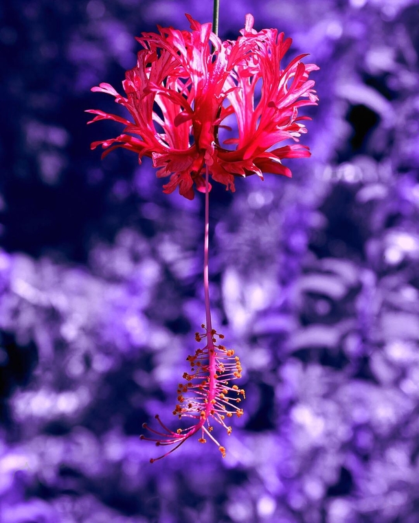 Hibiscus schizopetalus or spider hibiscus 