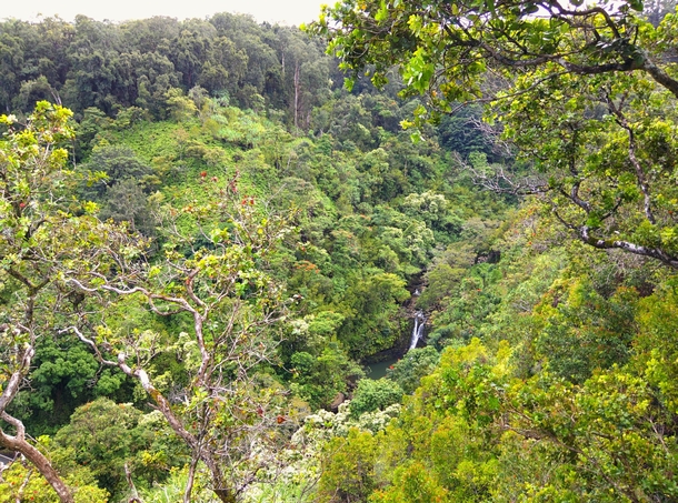 Hidden Maui Waterfall 