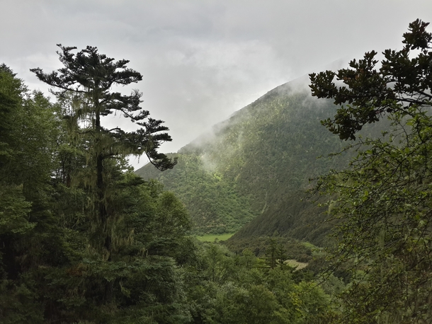 High-altitude forest near Songtsam Lodge Meili 