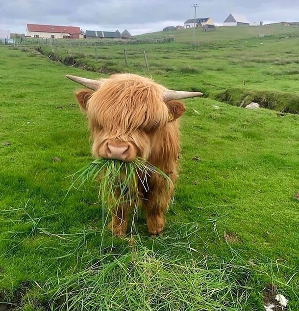Highland cattle calf