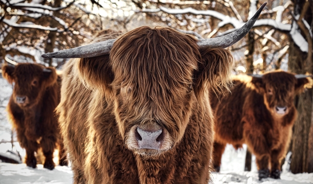 Highland Cattle in the snow