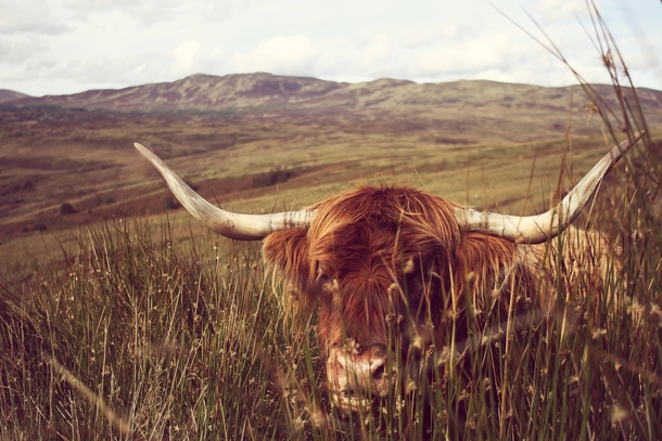 Highland Cattle on the West Highland Way Scotland 