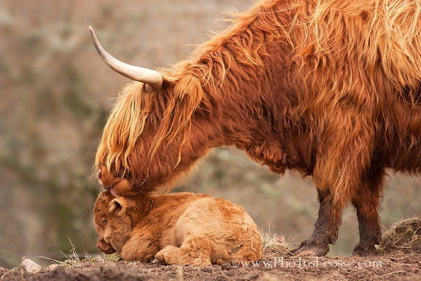 Highland Cow and Calf  photo by Barbara Jones