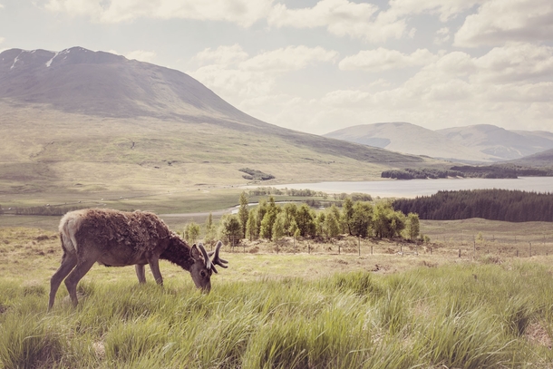 Highland deer Rannoch Moor Scotland 