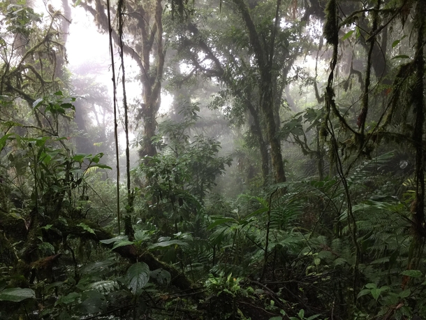 Hiking Through the Monteverde Cloud Forest 