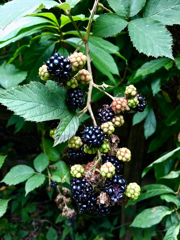 Himalayan Blackberry Rubus armeniacus in Seattle  - The berries are very edible but this is an invasive species that can spread quickly