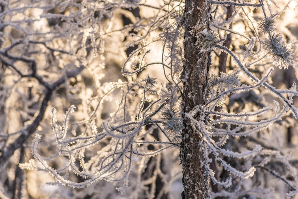 Hoar frost on a tree from Yellowknife NT 