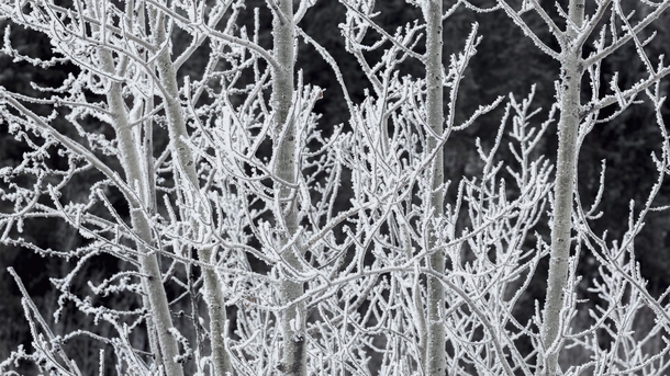 Hoarfrosted Trees in Canadian Winter 