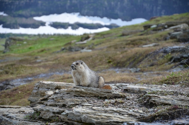 Hoary Marmot Marmota caligata  Glacier National Park OC