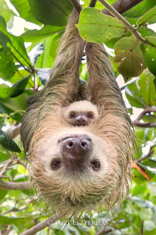 Hoffmanns Two-toed Sloth Mother and baby