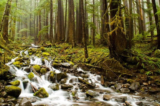Hoh Rainforest Brook Washington 