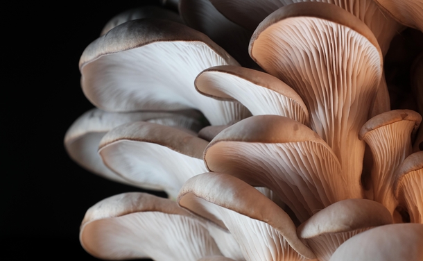 Home grown Oyster mushrooms Pleurotus Ostreatus moments before harvesting 