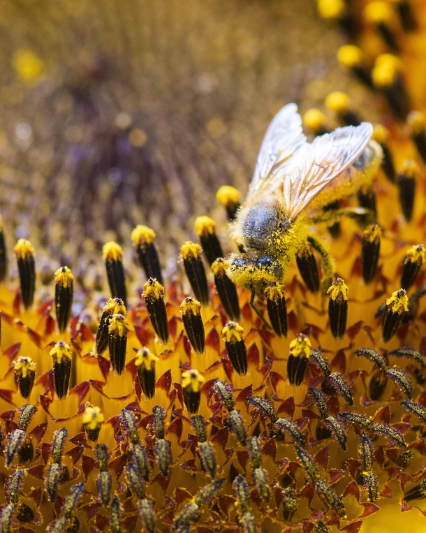 Honey Bee Apis vs Sunflower pollen 