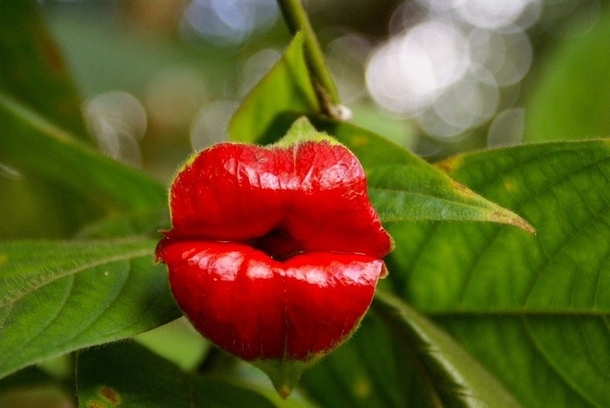 Hookers lips Psychotria elata photographer unknown 