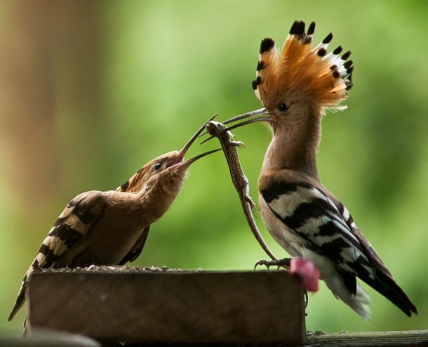 Hoopoes with prey 