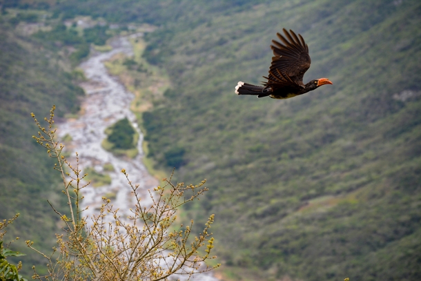Hornbill in flight Oribi Gorge South Africa Photo credit to Graham Holtshausen