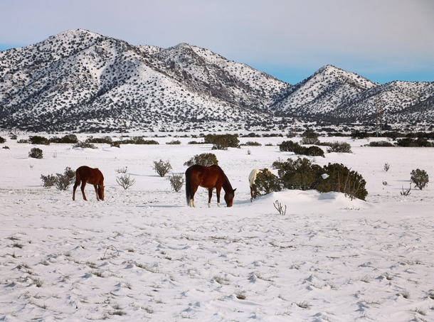 Horses in NM desert 