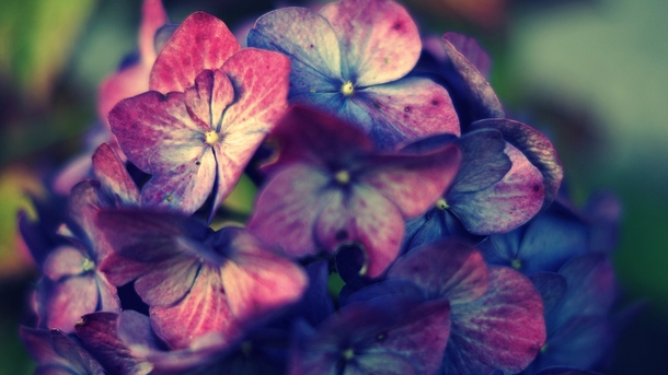 Hortensia flowers 