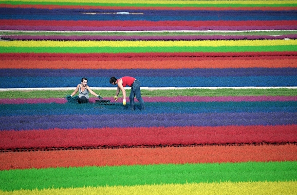 Horticulturists work in a field of dyed heather on September   in the eastern French town of Bischoffsheim 