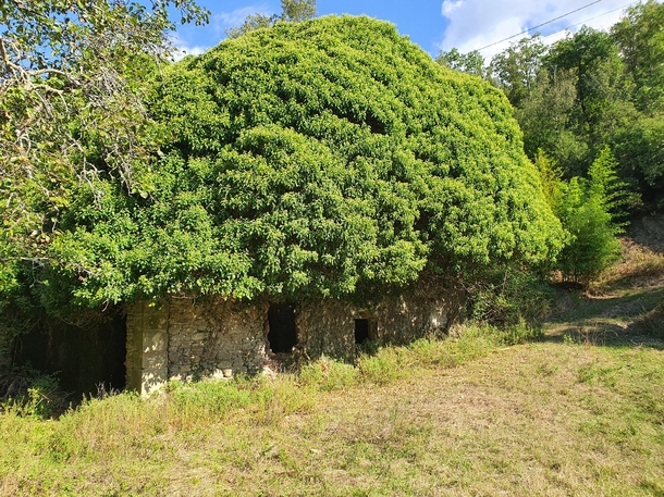 House in the Italian countryside abandoned in the s to work in the city A tree has grown inside