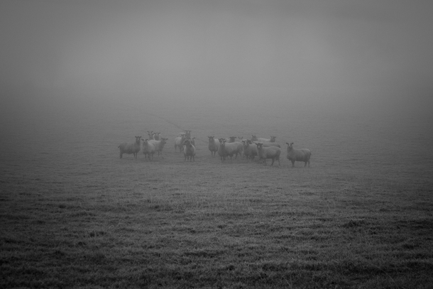 Huddle of sheep on a cold misty morning 