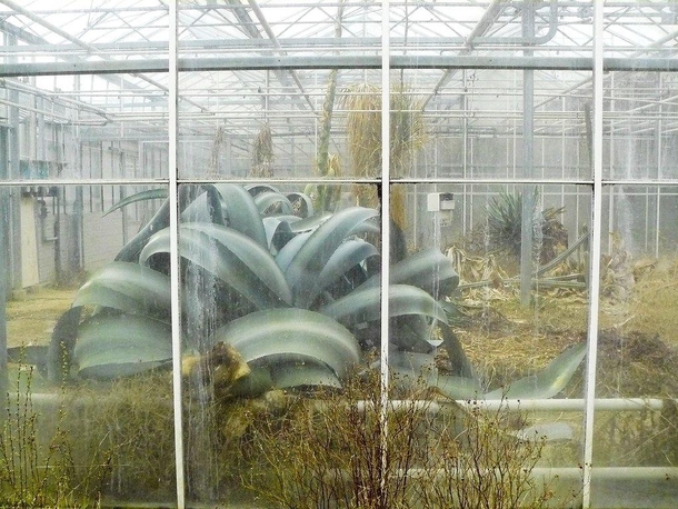 Huge Agave in a long abandoned greenhouse