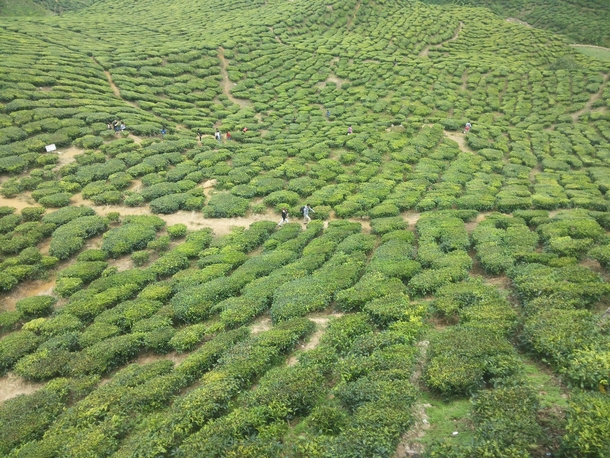 Huge tea farms I saw last summer in Cameron Highlands 